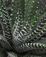 Haworthia attenuata