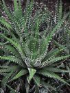 Haworthia attenuata