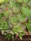 Haworthia cymbiformis