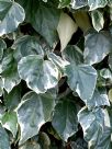 Hedera algeriensis Gloire de Marengo