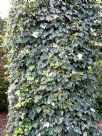 Hedera algeriensis Gloire de Marengo