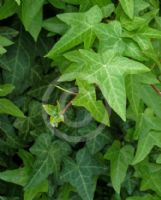 Hedera helix