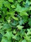 Hedera helix