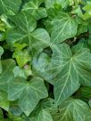 Hedera helix