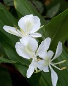 Hedychium coronarium