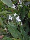 Hedychium coronarium