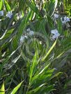 Hedychium coronarium