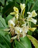 Hedychium flavescens