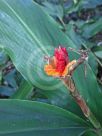 Hedychium horsfieldii