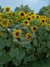 Helianthus annuus