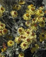 Helichrysum argyrophyllum