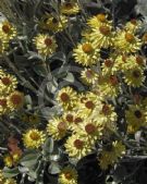 Helichrysum argyrophyllum