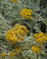 Helichrysum italicum