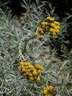 Helichrysum italicum