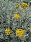 Helichrysum italicum