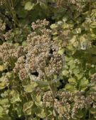 Helichrysum petiolare Limelight