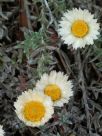 Helichrysum retortum