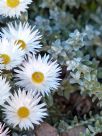 Helichrysum retortum