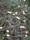 Helichrysum retortum