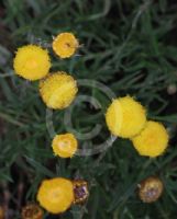 Helichrysum rutidolepis