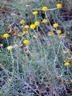 Helichrysum rutidolepis