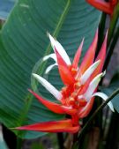 Heliconia angusta Holiday