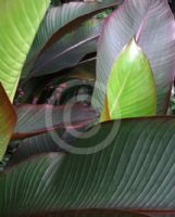 Heliconia indica Spectabilis