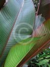 Heliconia indica Spectabilis