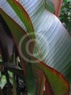 Heliconia indica Spectabilis