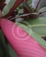 Heliconia metallica