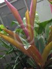 Heliconia metallica