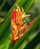 Heliconia psittacorum