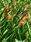 Heliconia psittacorum