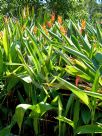 Heliconia psittacorum