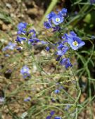 Heliophila coronopifolia