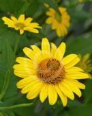 Heliopsis helianthoides