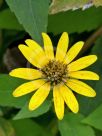 Heliopsis helianthoides