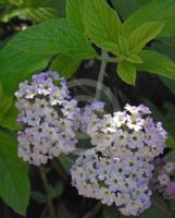 Heliotropium arborescens Aureum