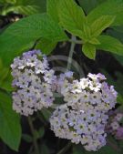 Heliotropium arborescens Aureum