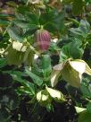 Helleborus hybridus