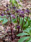 Helleborus hybridus