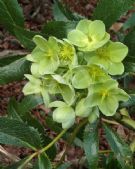 Helleborus argutifolius