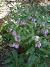 Helleborus orientalis