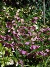 Helleborus orientalis