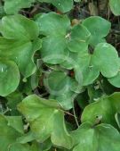 Hepatica nobilis