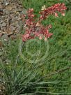 Hesperaloe parviflora