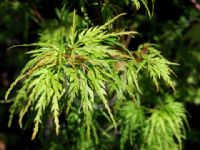 Acer palmatum (Dissectum Group) Seiryu