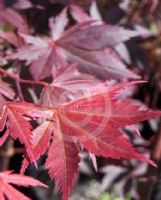 Acer palmatum Nigrum