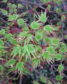 Acer palmatum