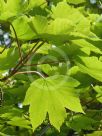 Acer pseudoplatanus